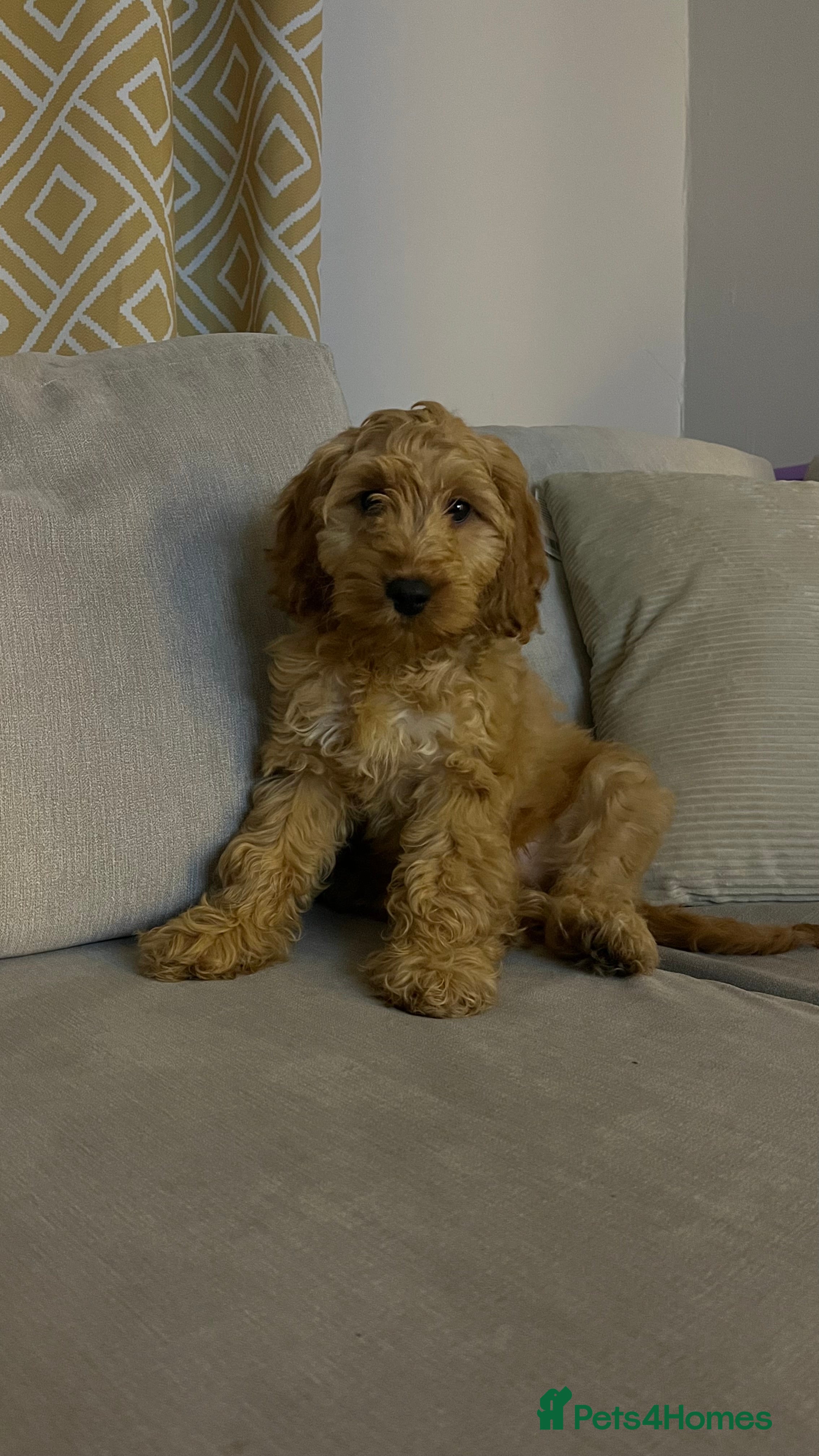 Cockapoo dogs Cockapoo puppy  - Advert 1