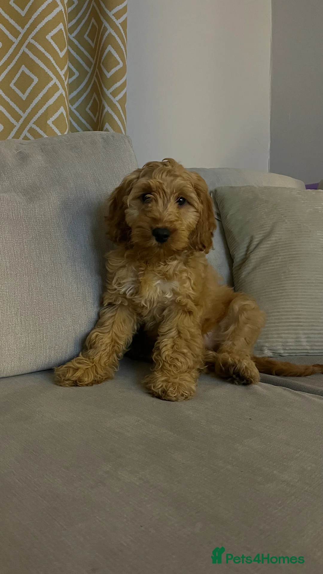 Cockapoo dogs for sale: Cockapoo puppy  - Advert 1