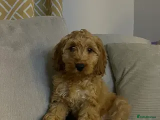 Cockapoo dogs Cockapoo puppy - Advert 1