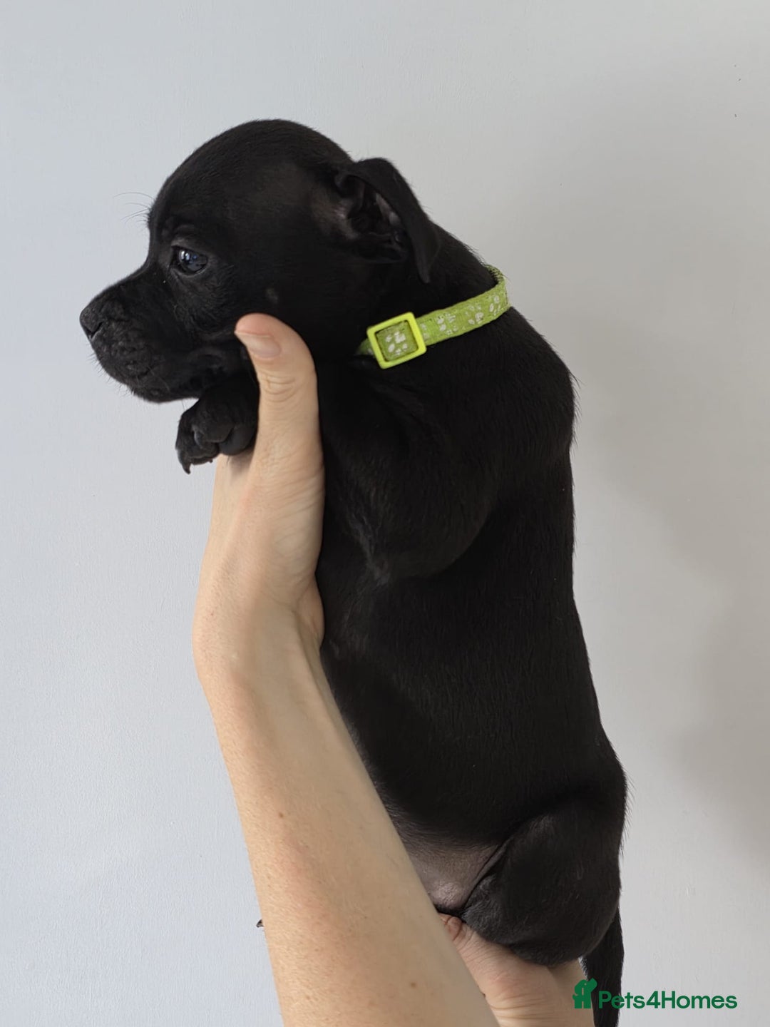 Staffordshire Bull Terrier dogs for sale: 9 Beautiful Black & Blue pups  - Image 4
