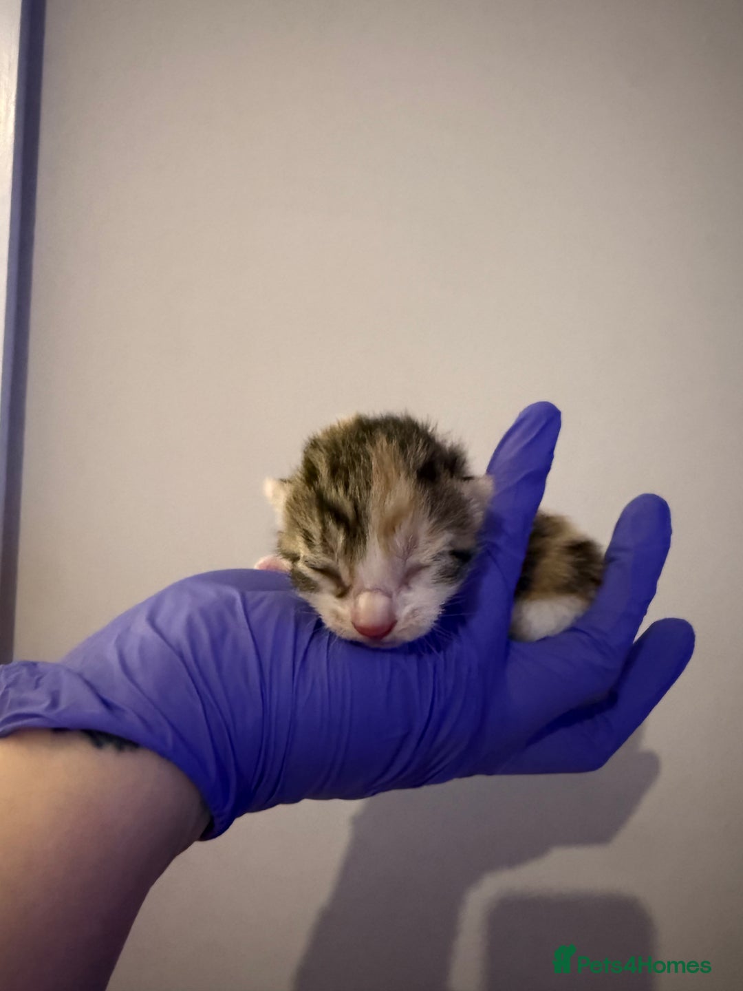 Domestic Shorthair cats for sale: 5 kittens available  - Advert 3