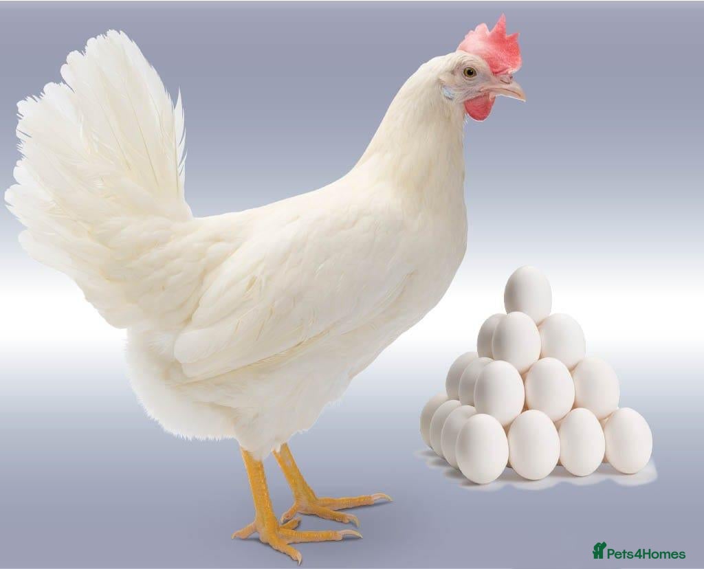 Chickens poultry Hyline Day‑Old Chicks – Guaranteed Females - Advert 1
