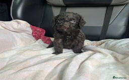 Cockapoo dogs for sale: GORGEOUS F1 MERLE COCKAPOOS HEALTH TESTED PARENTS - Image 17