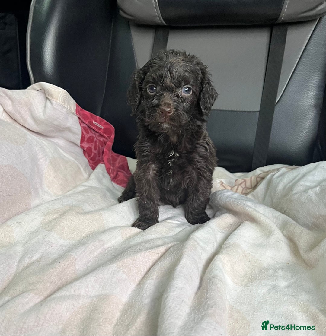 Cockapoo dogs for sale: GORGEOUS F1 MERLE COCKAPOOS HEALTH TESTED PARENTS - Image 17
