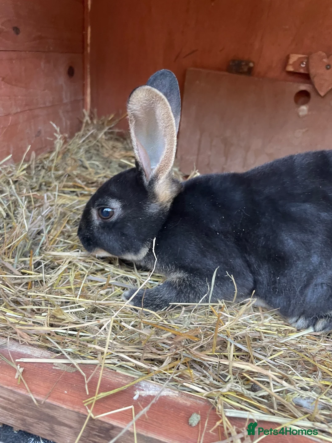 Mini Lop rabbits for sale: Baby otter Rex  - Advert 2