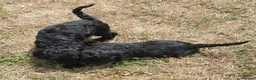 Mixed Breed dogs for sale: Beautiful Black Cockalier-a-Poo Puppies  - Advert 12