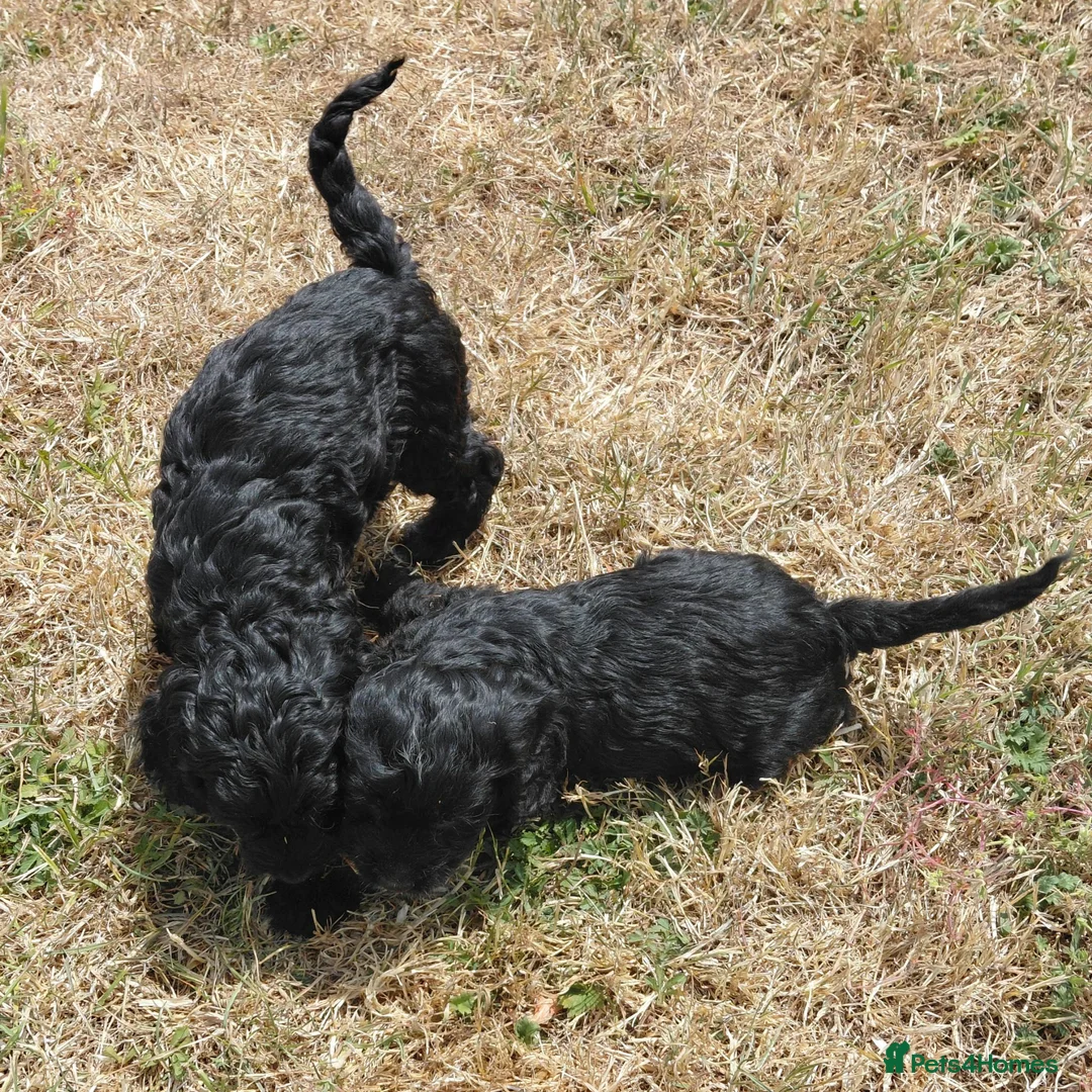 Mixed Breed dogs for sale: Beautiful Black Cockalier-a-Poo Puppies  - Advert 12