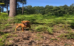 Labrador Retriever dogs for sale: ***LAST 2 BLACK & FOX RED BOYS*** - Image 23
