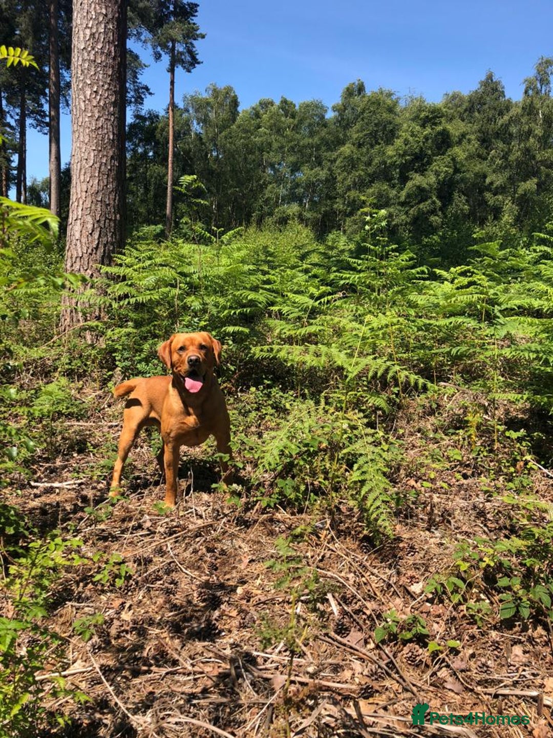 Labrador Retriever dogs for sale: ***LAST 2 BLACK & FOX RED BOYS*** - Image 23
