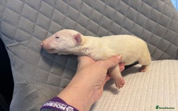English Bull Terrier dogs for sale: Champion Bloodline English Bull Terrier Puppies  - Image 12