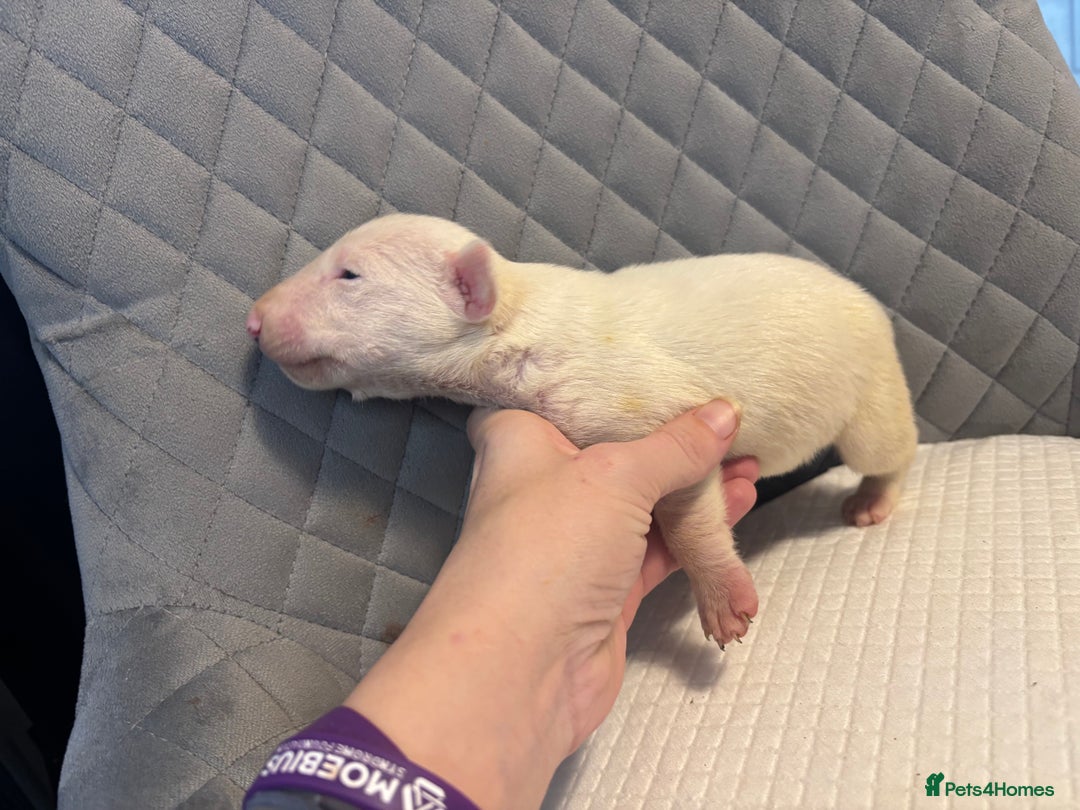 English Bull Terrier dogs for sale: Champion Bloodline English Bull Terrier Puppies  - Image 12