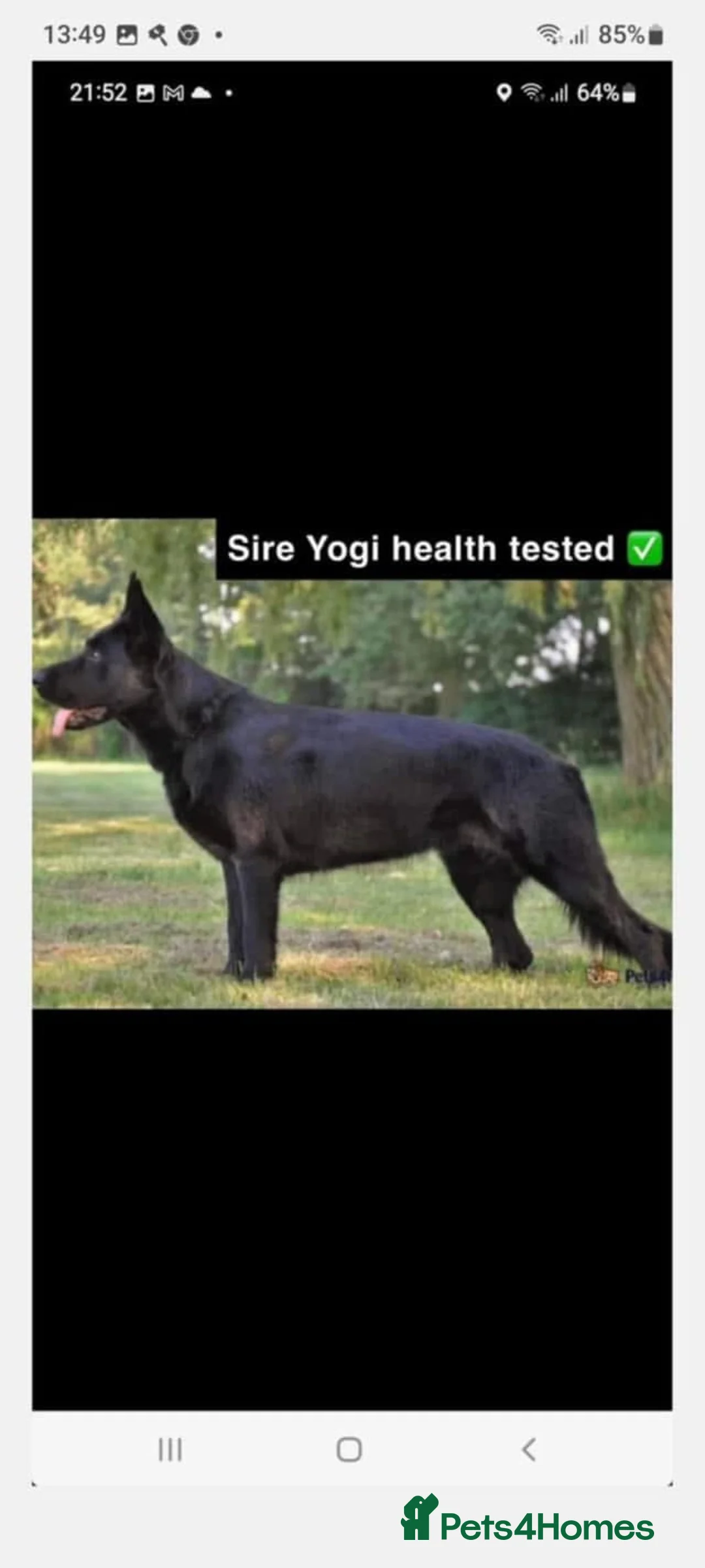German Shepherd dogs for stud: Black German Shepherd stud - Advert 9