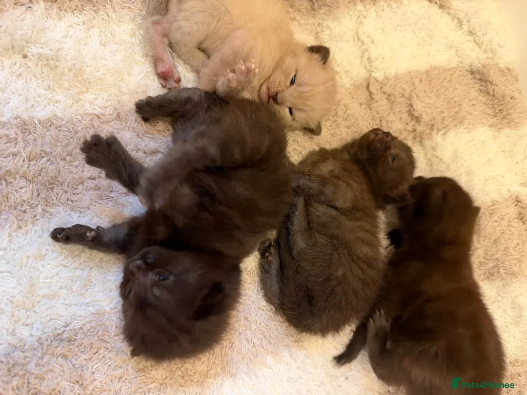 Mixed Breed cats for sale: 5 beautiful kittens for sale  - Advert 2