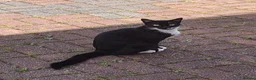 Mixed Breed cats for sale: B&W cat  - Advert 1