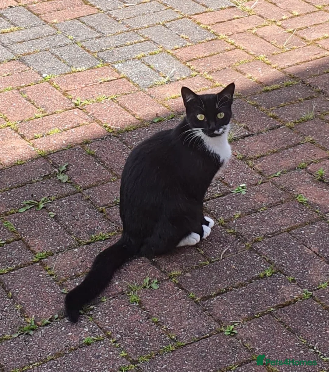 Mixed Breed cats for sale: B&W cat  - Advert 1