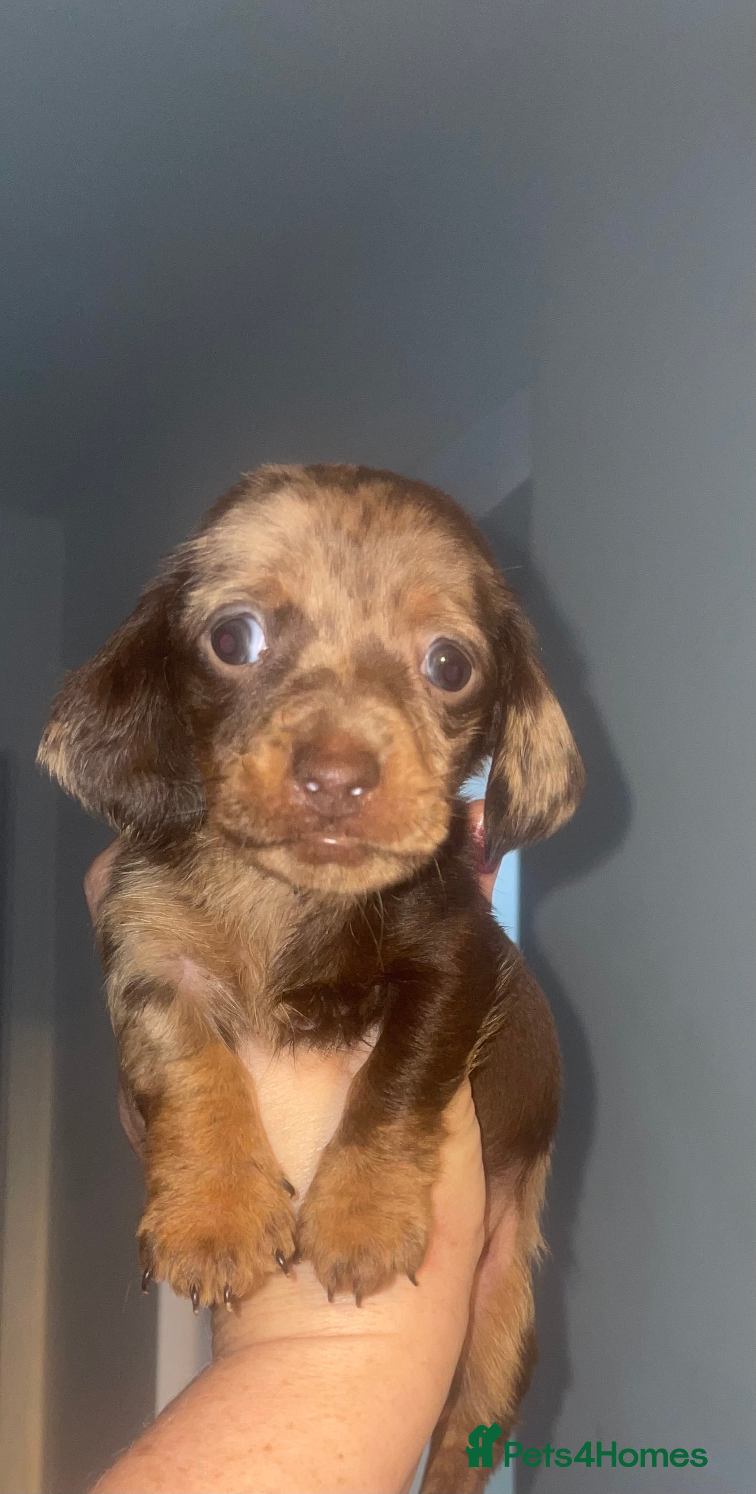 Miniature Dachshund dogs Miniature dachshund puppies last boy  - Advert 1