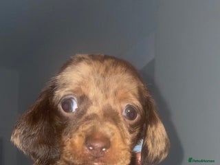 Miniature Dachshund dogs Miniature dachshund puppies last boy - Advert 1