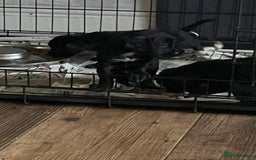 Cocker Spaniel dogs for sale: LAST LITTLE BOY  6 adorable Cocker Spaniel pups - Advert 19