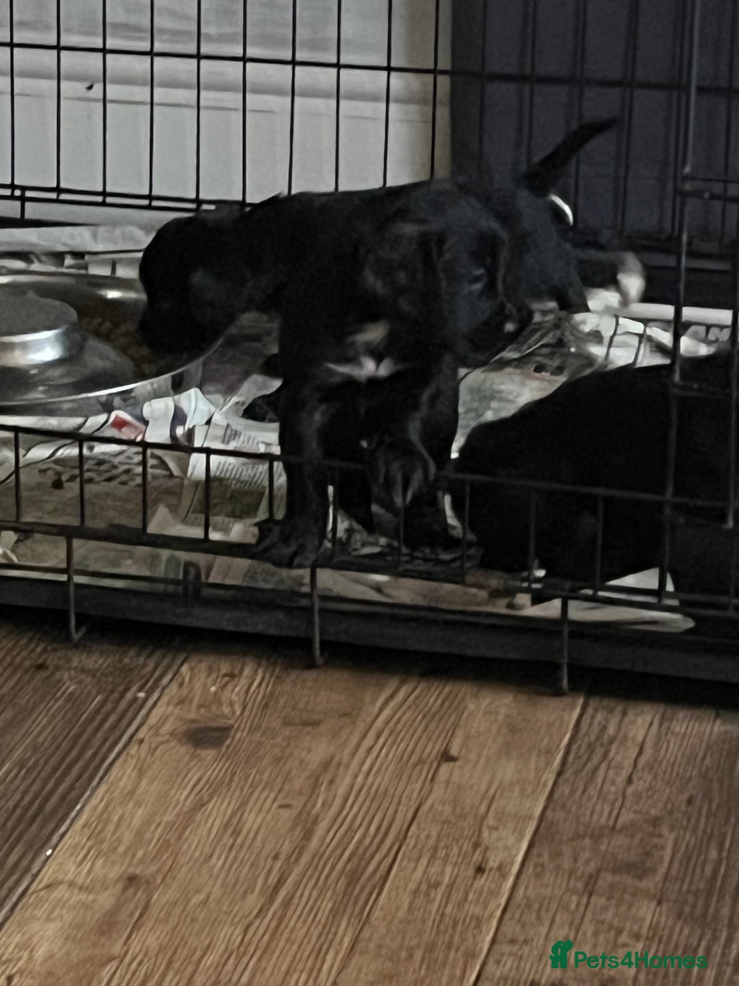 Cocker Spaniel dogs for sale: LAST LITTLE BOY  6 adorable Cocker Spaniel pups - Advert 19