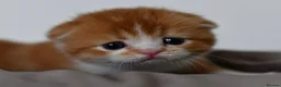 Scottish Fold cats for sale: LICENSED CATTERY PURE BREED TOP QUALITY KITTENS - Advert 28