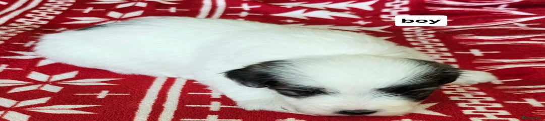 Mixed Breed Puppy 1
