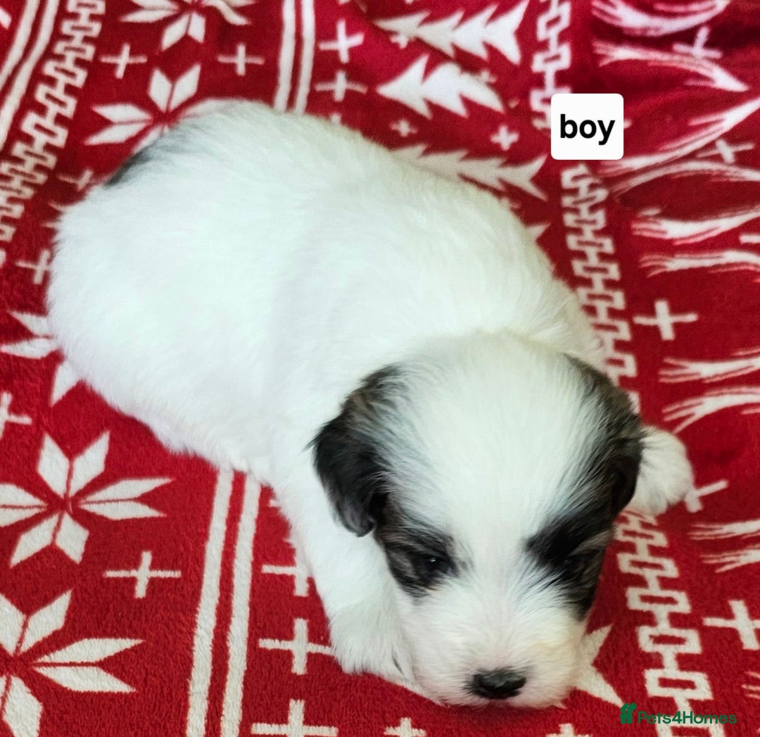 Mixed Breed dogs for sale: Maltichon - Image 2