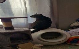 Mixed Breed cats for sale: Lord Nibbles needs a Castle - Image 2