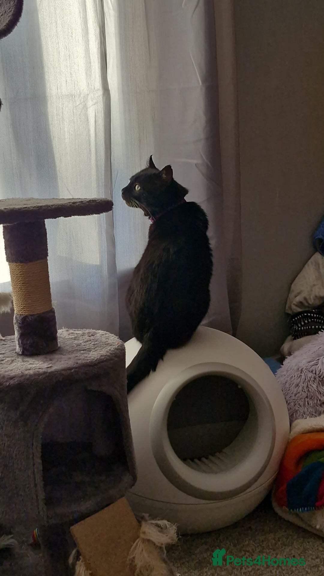 Mixed Breed cats for sale: Lord Nibbles needs a Castle - Image 2