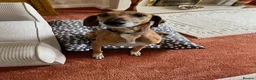Azawakh dogs for sale: 7 year old Male Azawakh in Leeds - Advert 3