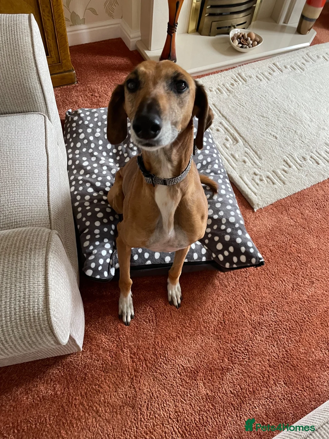 Azawakh dogs for sale: 7 year old Male Azawakh in Leeds - Advert 3