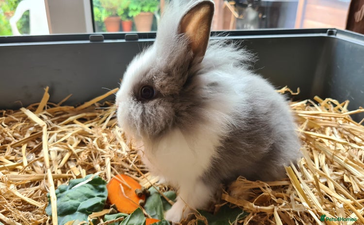 Lionhead rabbits - Advert 7