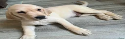 Goldador dogs for sale: Adorable Goldadors waiting for new homes !! - Advert 4