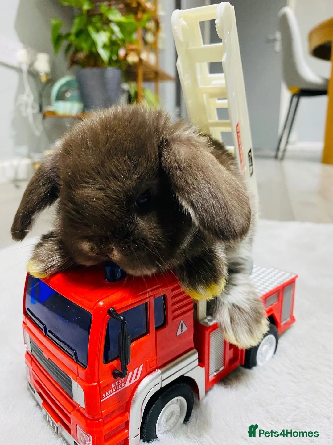 Mini Lop rabbits for sale: ❤️Mini Lop bunny 🐰 for sale   - Advert 7