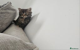 Mixed Breed cats for sale: Mixed kittens x 3  - Image 3