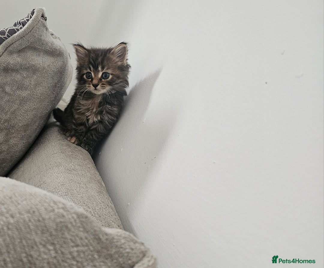 Mixed Breed cats for sale: Mixed kittens x 3  - Image 3