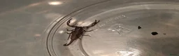 Mixed Breed invertebrates for sale: Mixed invertebrates for sale *see description*  - Advert 7