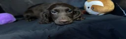 Cockapoo dogs for sale: Cocker spaniel  in Basingstoke - Advert 4