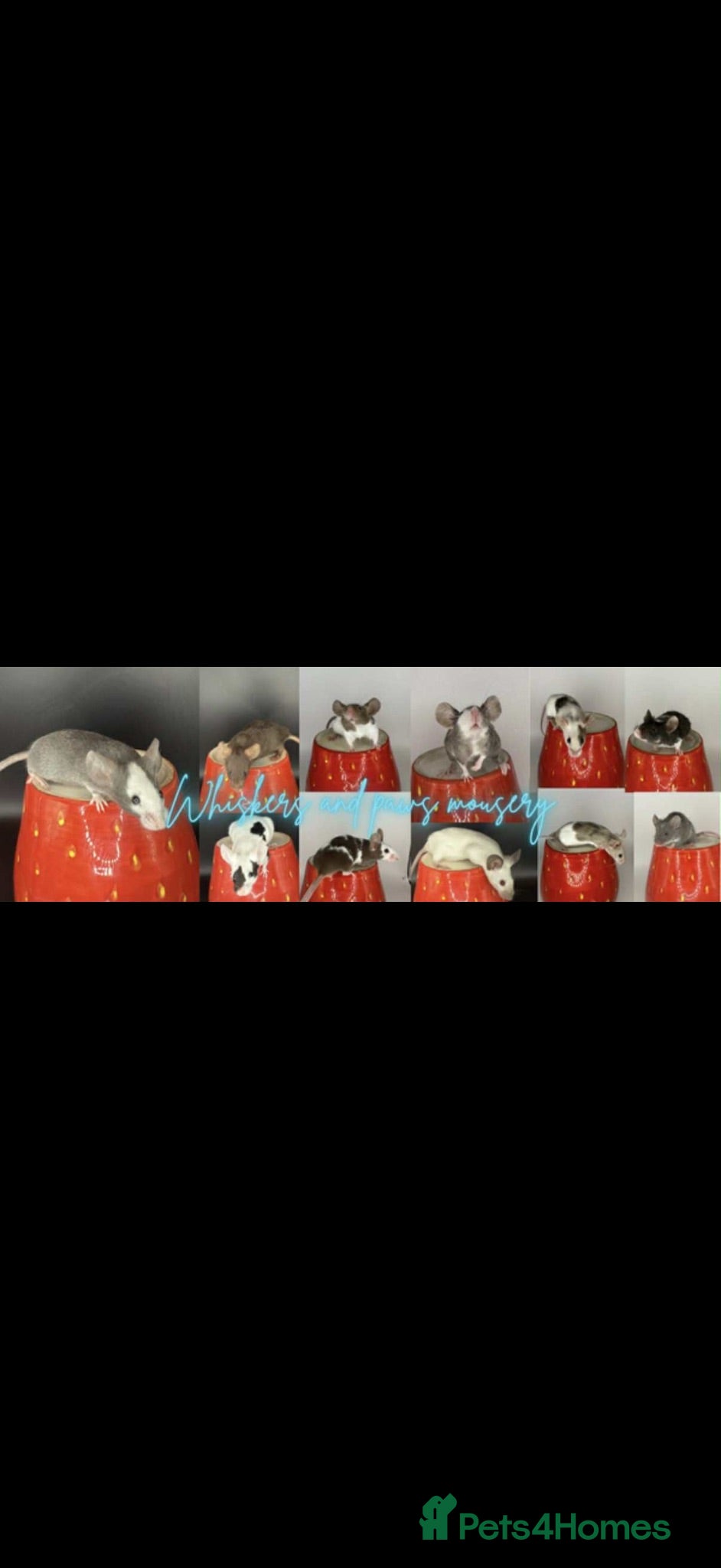 Mouse rodents Males and females - Advert 22