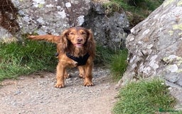 Mixed Breed dogs for sale: 🐶 3 Adorable Male Cockerbull Puppies for Sale! 🐾 - Image 5