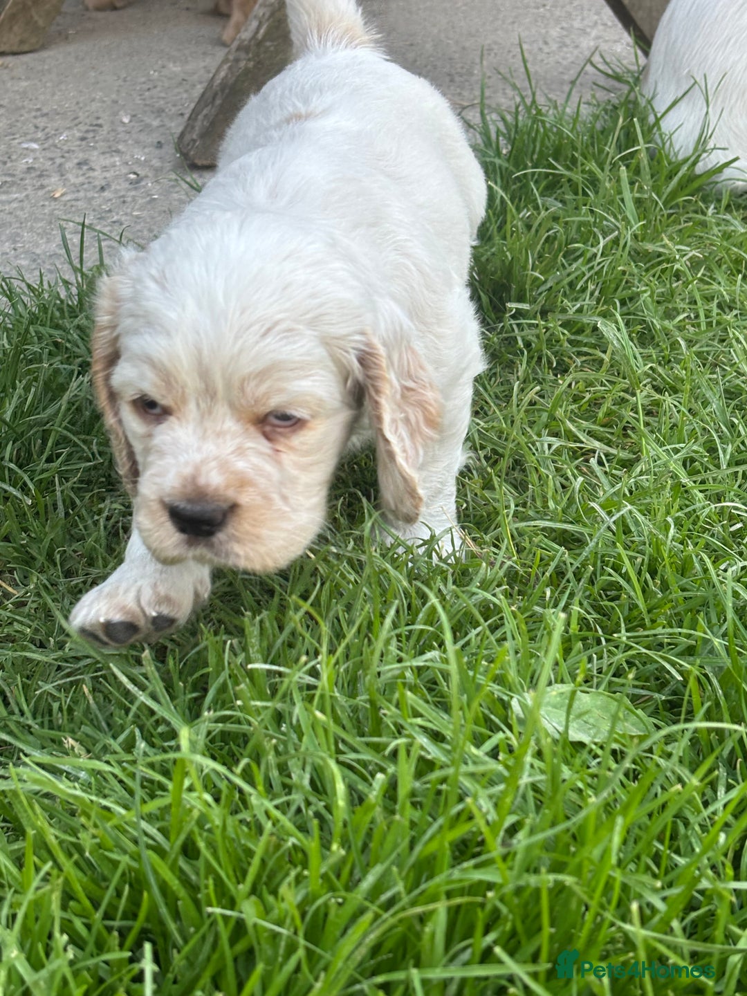 Mixed Breed dogs for sale: Clumber x Cocker Puppies  in Warminster - Image 22