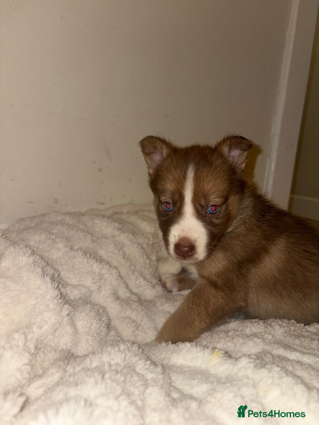 Mixed Breed dogs for sale: Beautiful Husky x Australian Shepherd Puppies - Advert 14