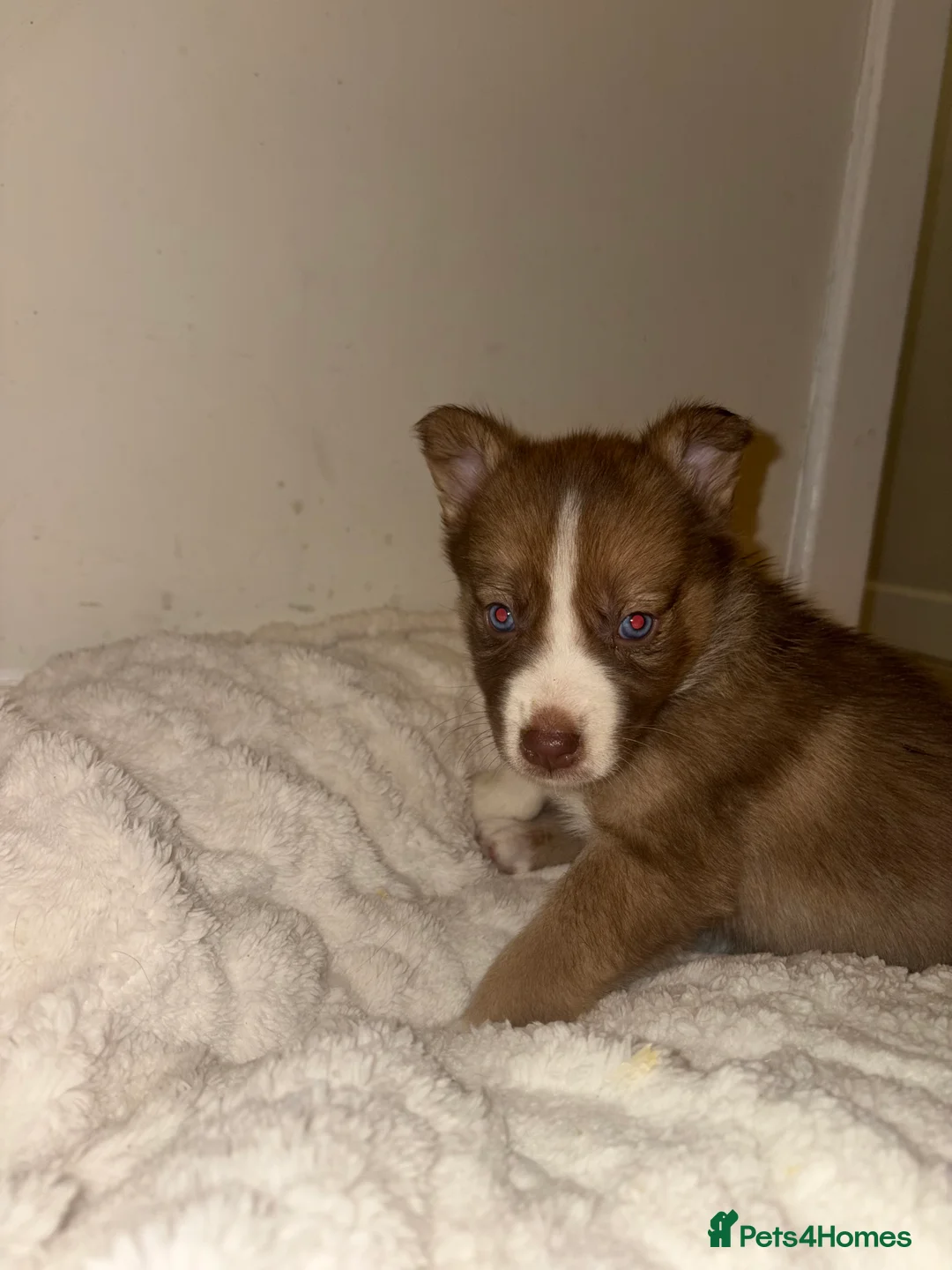 Mixed Breed dogs for sale: Only boy lefts* Huskyx AussieShepPuppies - Advert 20