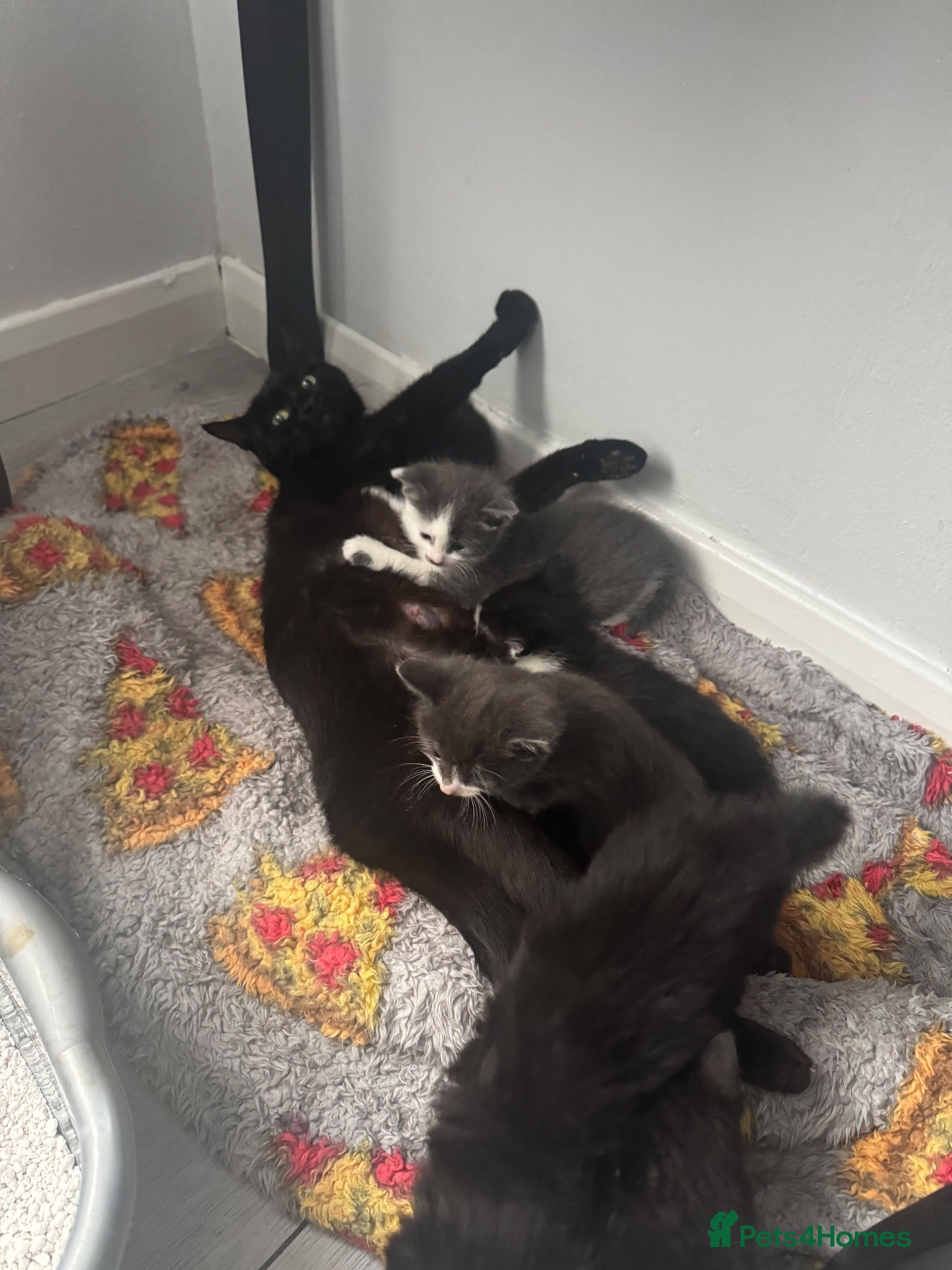 Mixed Breed cats Kittens for sale - Advert 1