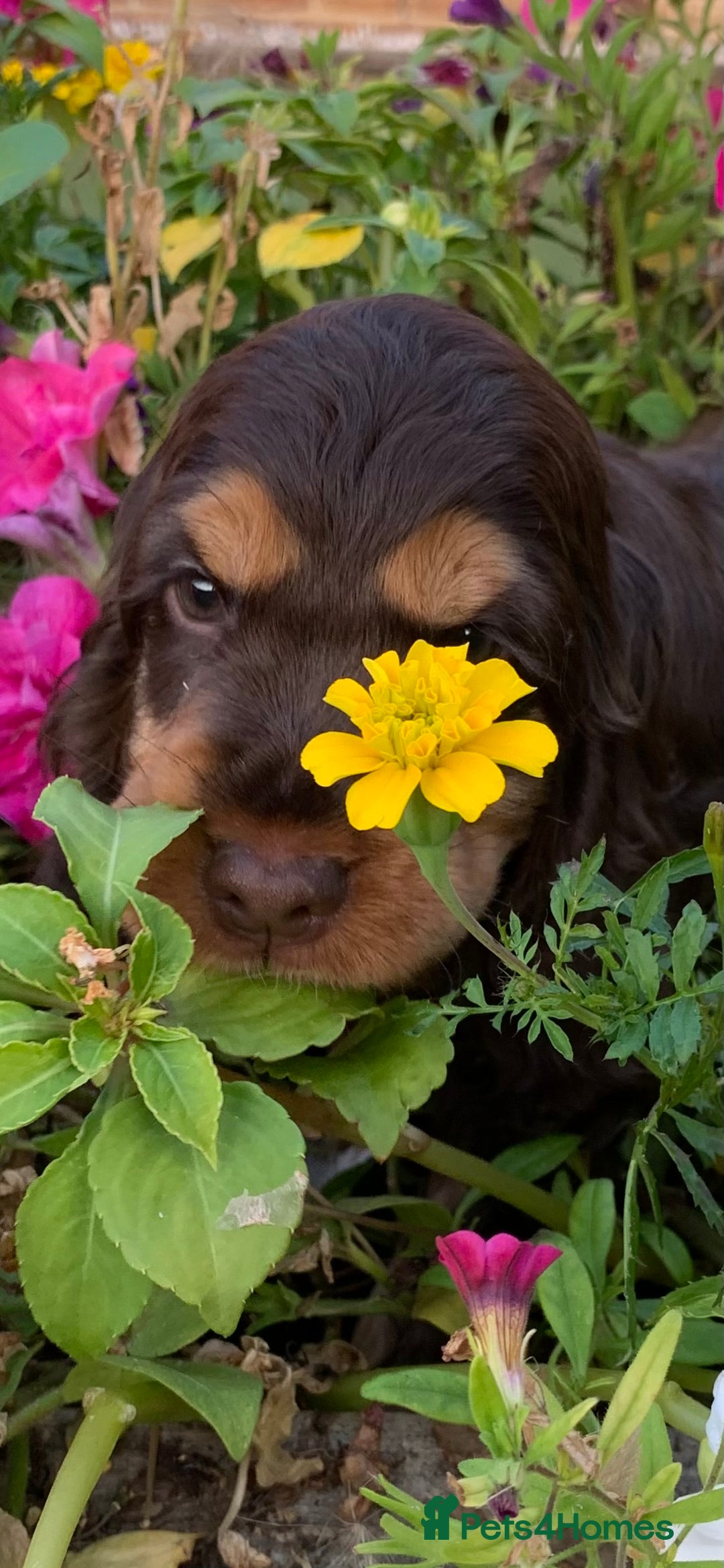 Cocker Spaniel dogs for sale: 5* LICENSED READY KC SHOW H/TESTED PUPPIES  - Image 19
