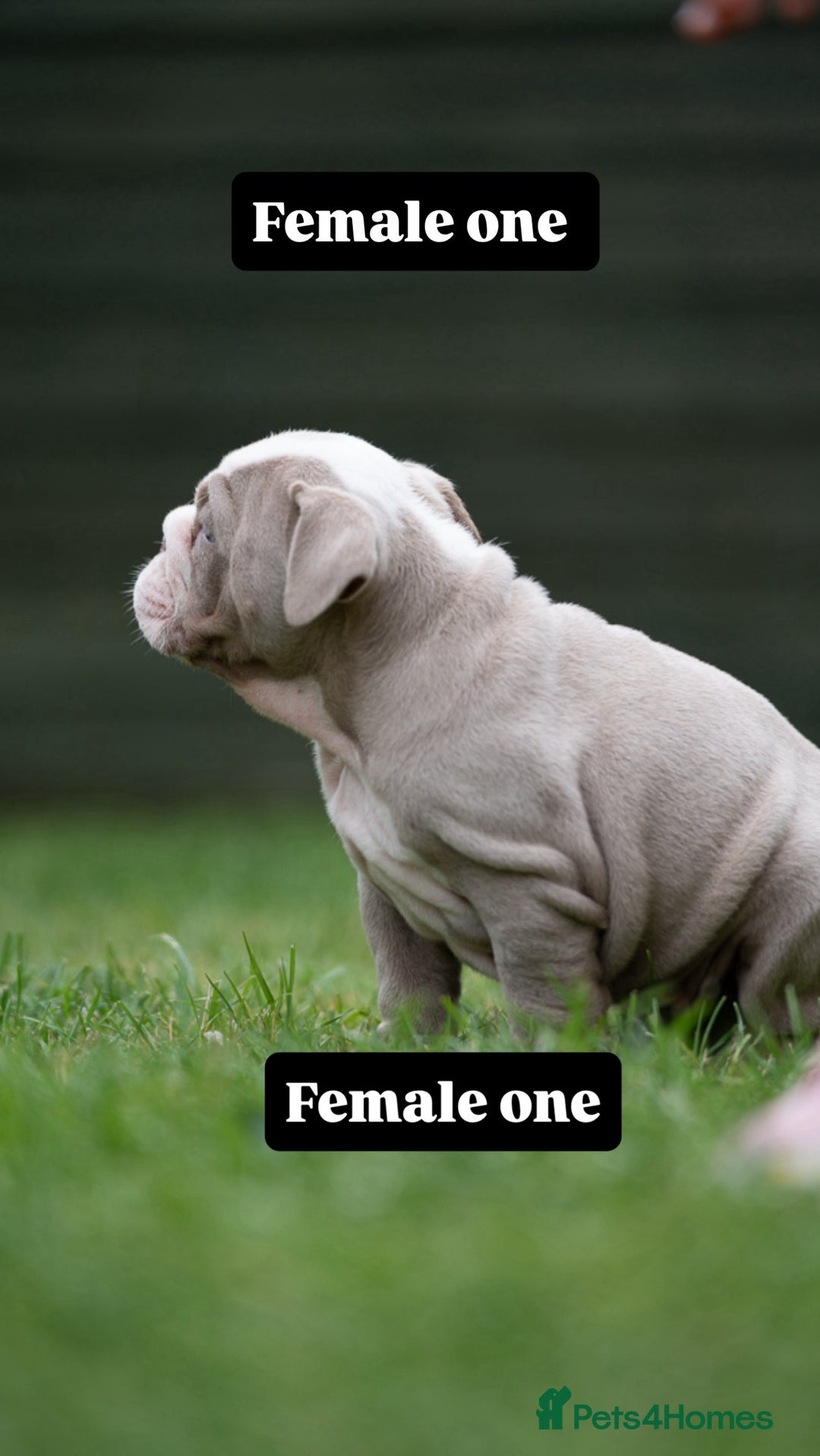 English Bulldog dogs for sale: English bulldog pups for sale  - Image 12