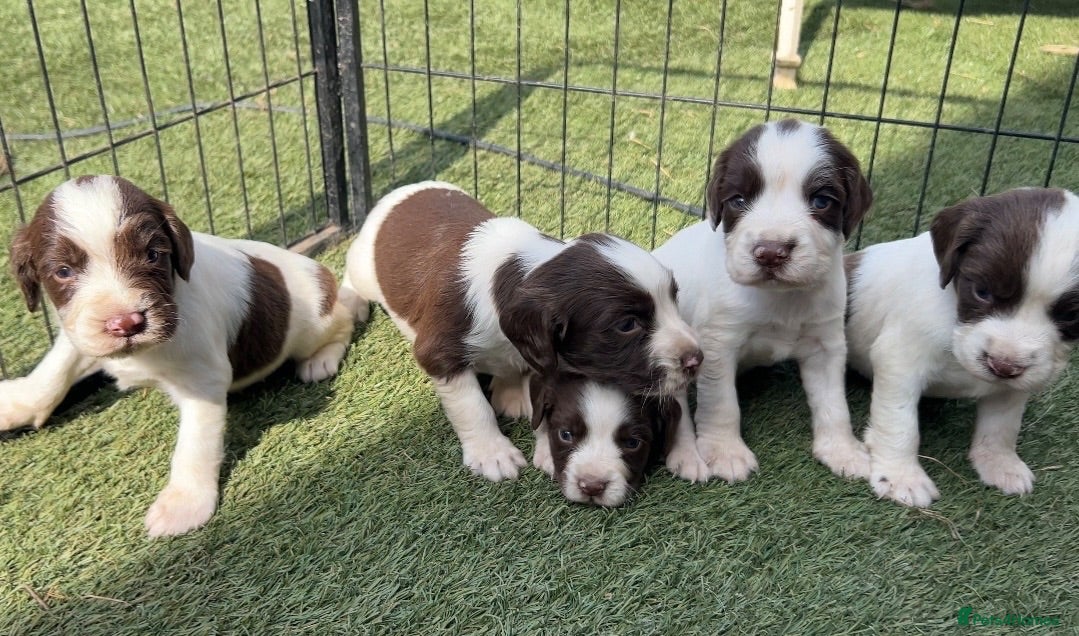 English Springer Spaniel dogs Kc registered English springer spaniel puppies - Advert 6