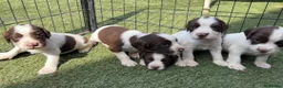 English Springer Spaniel dogs for sale: Kc registered ernglish springer spaniel puppies - Advert 2