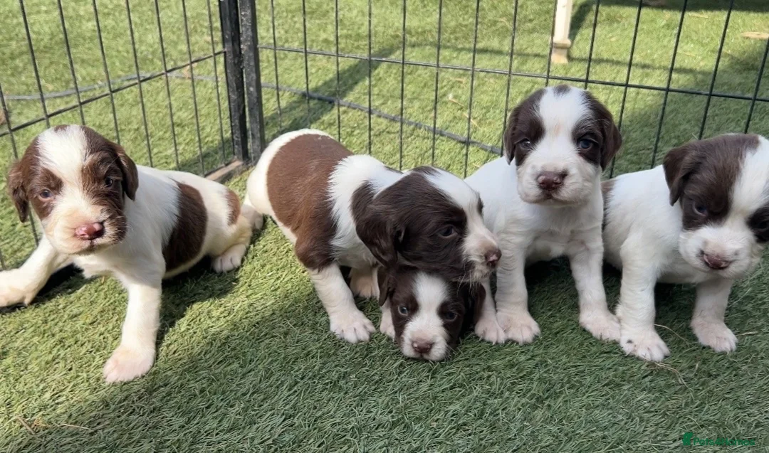 English Springer Spaniel dogs for sale: Kc registered ernglish springer spaniel puppies - Advert 2