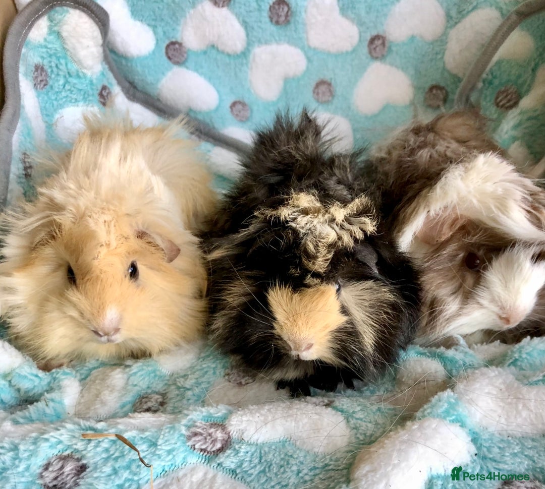 Guinea Pig rodents for sale: Beautiful Peruvian females (sows) - Image 3