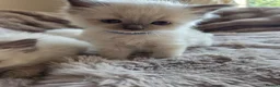 Ragdoll cats for sale: 🏆GCCF REG. EXTENSIVELY TESTED RAGDOLL KITTENS 🌟 - Advert 15